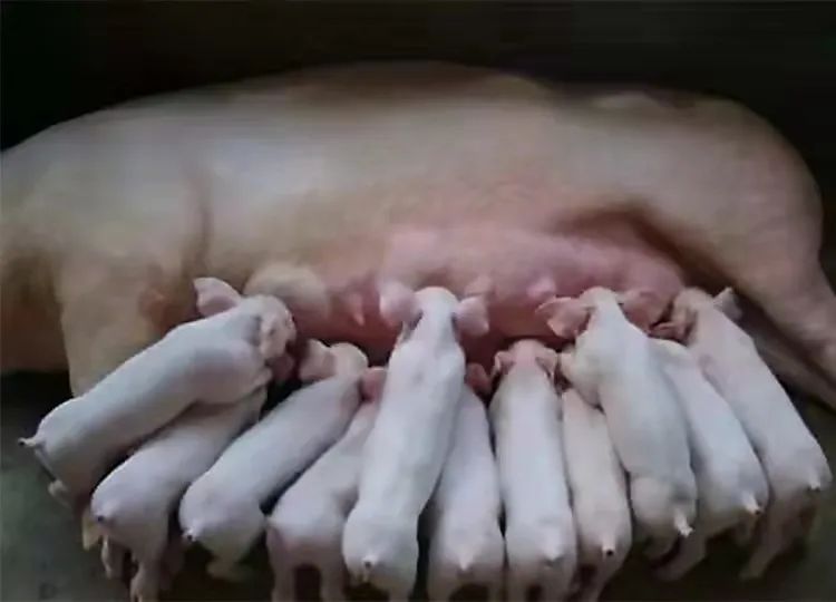 普旺獸藥廠家母無(wú)憂套餐00